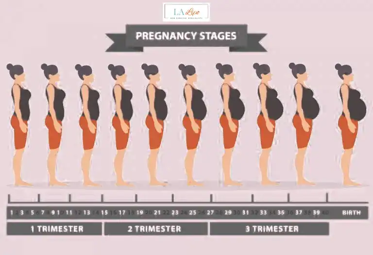 First Trimester (Weeks 1–12): Early Changes You Might Not Notice Fleet